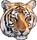 tiger_bengal_1c.gif